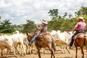 O Impacto da Mudança Climática na Agricultura Brasileira